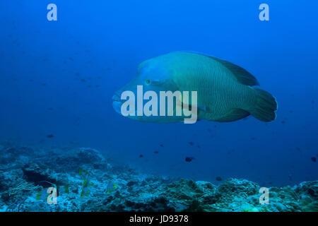 Napoleonfish ou Napoléon (Cheilinus undulatus) nage dans l'eau bleue, de l'Océan Indien, les Maldives Banque D'Images