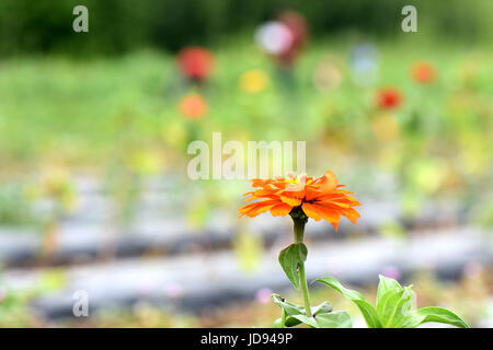 Légumes et fleurs poussent en tidy lignes à la ferme soutenue par la communauté. Banque D'Images