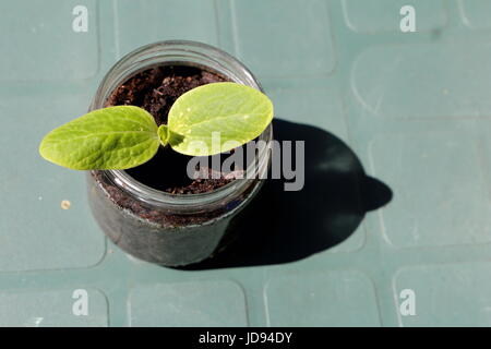 Jeune plant de courgette dans un verre Banque D'Images