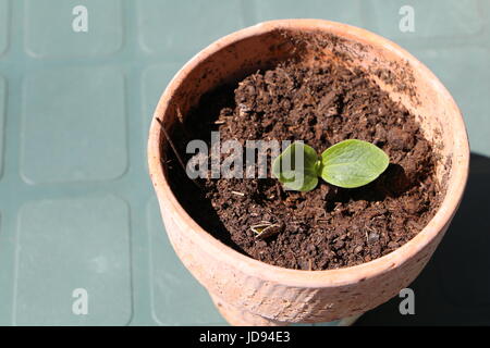 Courgette jeune plante dans un pot Banque D'Images