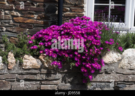 Lampranthus Mauve Banque D'Images