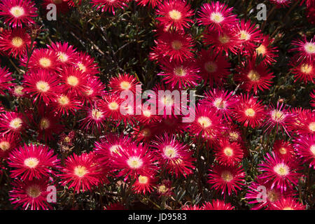 Lampranthus rouge vif Banque D'Images