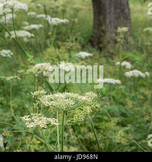 Cow parsley growing sous les arbres Banque D'Images