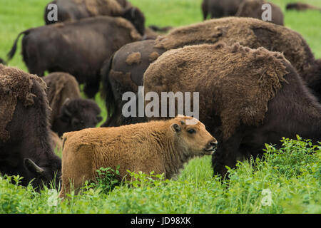 Veau de bison dans le parc national Elk Island, en Alberta, Canada Banque D'Images
