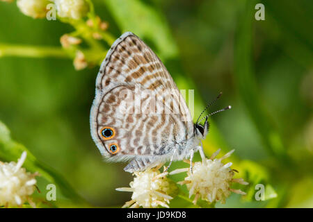 Bleu Marine Leptotes marina Santa Rita Mountains, Arizona, United States 3 septembre des profils Lycaenidae Polyommatinae Banque D'Images