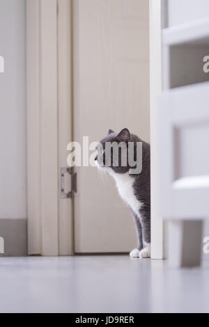 Le chat British gris Banque D'Images