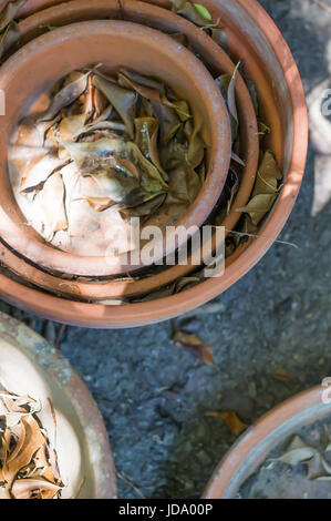 Vue de dessus du vieux pots de terre cuite et les bases rempli de feuilles mortes au coin de l'arrière-cour. Banque D'Images