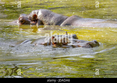 Image d'un grand mammifère deux d'un animal sauvage, d'hippopotame dans l'eau Banque D'Images