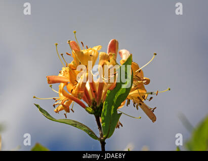 Vue de la fleur de chèvrefeuille, lonicera periclymenum, près de hickling broad, Norfolk, Angleterre, Royaume-Uni. Banque D'Images