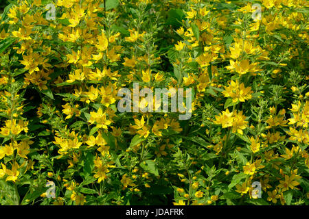 (Lysimachia punctata Lysimachia) dans un jardin. Banque D'Images