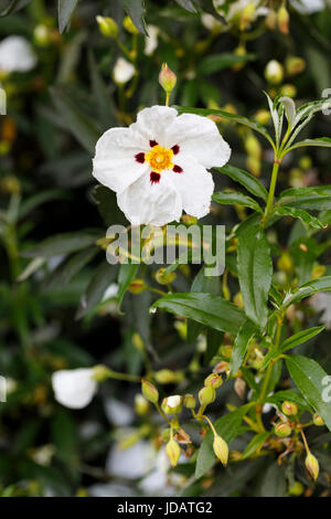 Le ciste blanc, membre de la famille ciste, arbuste à feuilles persistantes en fleur dans un jardin dans le sud-est de l'Angleterre, au Royaume-Uni, au début de l'été Banque D'Images