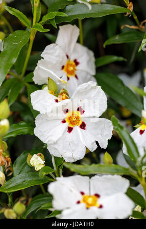 Le ciste blanc, membre de la famille ciste, arbuste à feuilles persistantes en fleur dans un jardin dans le sud-est de l'Angleterre, au Royaume-Uni, au début de l'été Banque D'Images