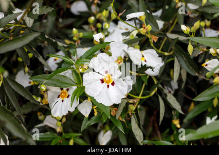 Le ciste blanc, membre de la famille ciste, arbuste à feuilles persistantes en fleur dans un jardin dans le sud-est de l'Angleterre, au Royaume-Uni, au début de l'été Banque D'Images