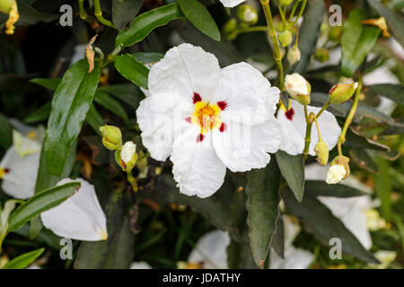 Le ciste blanc, membre de la famille ciste, arbuste à feuilles persistantes en fleur dans un jardin dans le sud-est de l'Angleterre, au Royaume-Uni, au début de l'été Banque D'Images