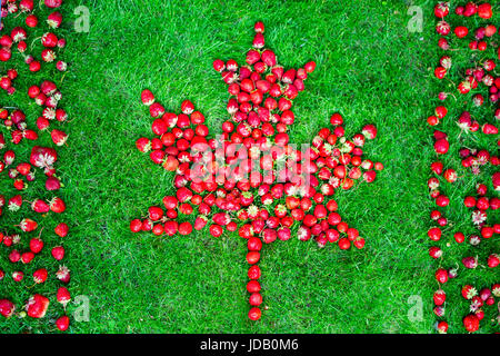 Drapeau canadien avec maple leaf a fait des fraises sur une pelouse verte pour célébrer la fête du Canada. Banque D'Images