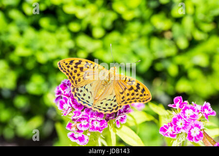 Beau papillon sur un œillet (Dianthus barbatus) fleur dans un jardin. Banque D'Images