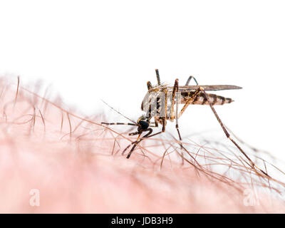 Le paludisme ou Zika piqûre de moustique infecté virus isolated on White Banque D'Images