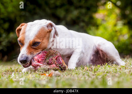 Close Up Jack Russell Terrier chienne en colère La protection de Big Bone Banque D'Images