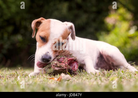 Jack Russell Terrier chienne en colère Big Bone protéger avec de la viande Banque D'Images