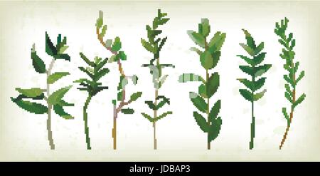 Eucalyptus, thym, agonis art designer le feuillage des branches naturelles différents éléments dans les feuilles de style tropical aquarelle, collection. Vector decorat Illustration de Vecteur