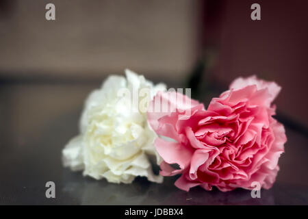 Des Œillets rose et blanc Banque D'Images