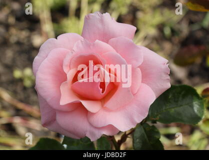 Rosa 'VALENTINE' (dicogle), une floraison parfumée rose floribunda, dans un jardin anglais en été (juin), Banque D'Images