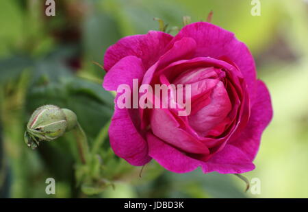 Rosa 'AMADIS', également appelé 'Crimson Boursault', une rose sans épines, la randonnée, en pleine floraison dans un jardin anglais en été (juin), Banque D'Images