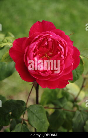Rosa 'Benjamin Britten', un Anglais très parfumée rose dans la floraison en été (juin) à la frontière d'un jardin anglais, UK Banque D'Images