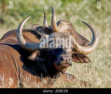 Dans le sud de l'Afrique African savanna Banque D'Images