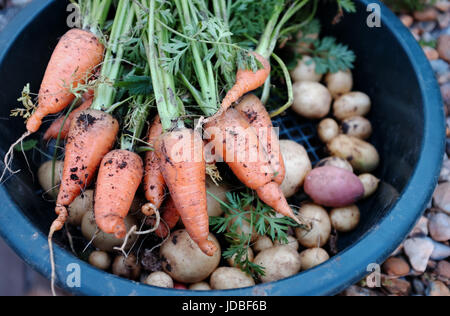 Chanteray fraîchement creusée de pommes de terre et des carottes cultivées sur un allotissement UK Photographie prise par Simon Dack Banque D'Images