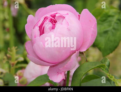 Rosa 'Charles Rennie Mackintosh' une belle floraison rose anglais, répéter, en pleine floraison dans un jardin anglais en été (juin), Banque D'Images