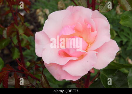 Rosa 'VALENTINE', une floraison parfumée rose floribunda, dans un jardin anglais en été (juin), Banque D'Images