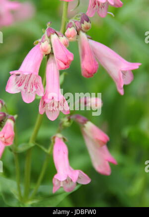 Penstemon 'Hewells Pink', également appelé 'Hewell Pink Bedder' la floraison en été (juin) dans un jardin anglais, UK Banque D'Images