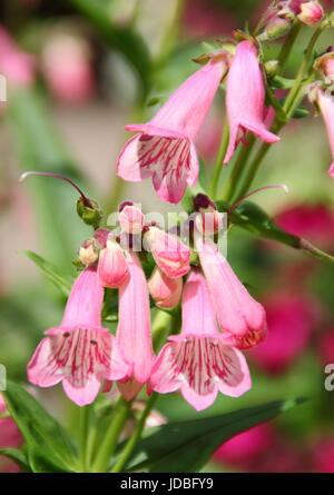 Penstemon 'Hewells Pink', également appelé 'Hewell Pink Bedder' la floraison en été (juin) dans un jardin anglais, UK Banque D'Images