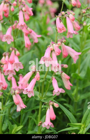 Penstemon 'Hewells Pink', également appelé 'Hewell Pink Bedder' la floraison en été (juin) dans un jardin anglais, UK Banque D'Images