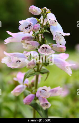 Penstemon 'Purple Pennine variété naine,' la floraison en été (juin) dans un jardin anglais, UK Banque D'Images