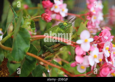 Jackson's 3 Horned Chameleon à fleurs roses Banque D'Images