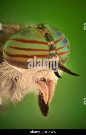 Grossissement extrême - Horse fly tête et les yeux, Hybomitra Banque D'Images