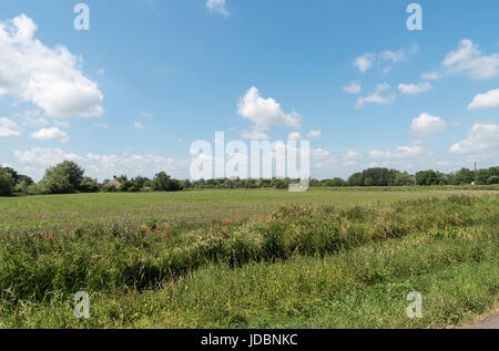 Veiw rurales à travers champs de coquelicots au bord de l'herbe rugueuse Banque D'Images