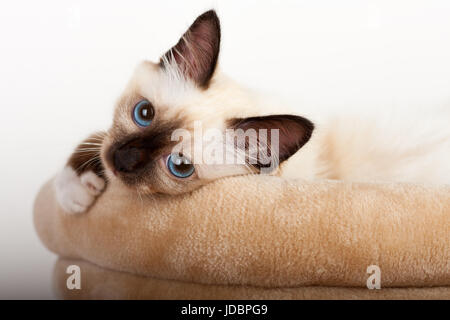 Un chat Birman seal point, 4 mois chaton, homme aux yeux bleus se trouvant sur cat scratching baril Banque D'Images