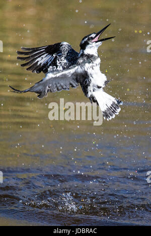 Pied kingfisher, pêche en vol, Intaka Island, Cape Town, Afrique du Sud, l'Afrique Banque D'Images