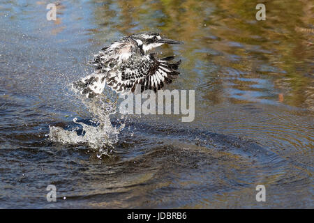 Pied kingfisher, pêche en vol, Intaka Island, Cape Town, Afrique du Sud, l'Afrique Banque D'Images