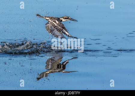 Pied kingfisher, pêche en vol, Intaka Island, Cape Town, Afrique du Sud, l'Afrique Banque D'Images