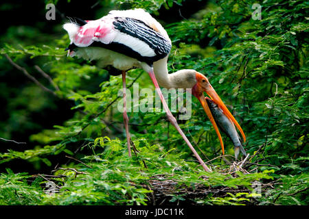 Stork (Mycteria leucocephala peint, Ibis leucocephalus) deux animaux, assis sur un arbre haut et à se nourrir de poissons au parc zoologique national de l'Inde, Banque D'Images