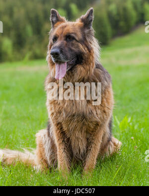 Femelle berger allemand chien adulte ressemble attentivement dans Retezat, Roumanie Banque D'Images