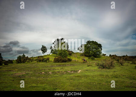 L'âge de bronze sur Stagsbury cimetière barrow Hill dans le New Forest réutilisés dans la période médiévale pour l'élevage de lapins. Banque D'Images