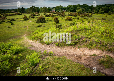 L'âge de bronze sur Stagsbury cimetière barrow Hill dans le New Forest réutilisés dans la période médiévale pour l'élevage de lapins. Banque D'Images