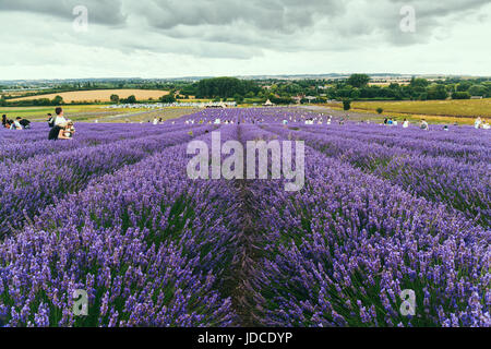 HITCHIN, UK - 1 août 2016 : Paysage de Hitchin Lavender Farm et les visiteurs cueillette à la main directement sur le terrain. activeactivityaromatherapybe Banque D'Images