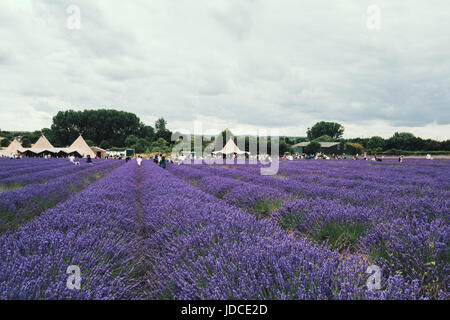 Vue paysage de Hitchin et champ de lavande et d'installations pour les visiteurs. C'est une attraction locale et se trouve à proximité de Londres et Cambridge. Banque D'Images