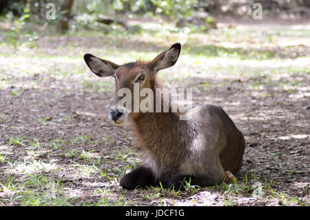 Koudou dormir sur le plancher dans un parc à Mombasa, Kenya Banque D'Images